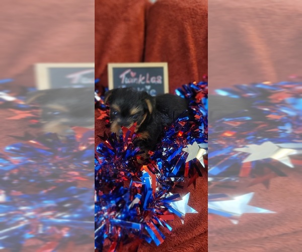Medium Photo #49 Yorkshire Terrier Puppy For Sale in AKRON, OH, USA