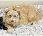 Small #3 Goldendoodle (Miniature)