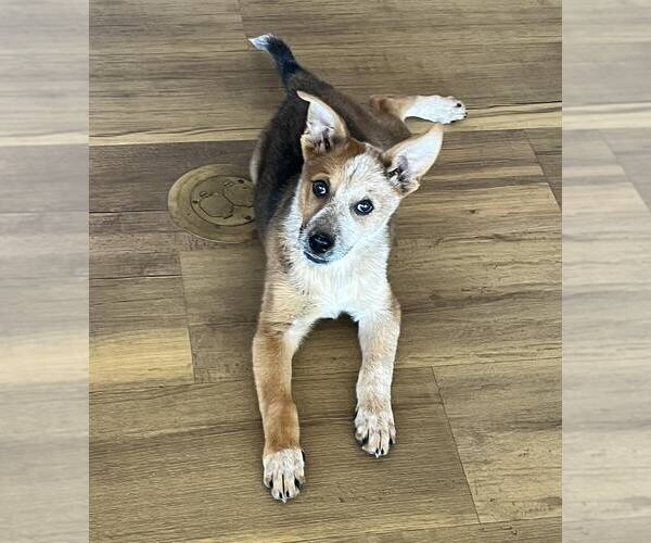 Medium Photo #3 Mutt Puppy For Sale in Paso Robles, CA, USA