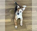 Small #2 Mutt