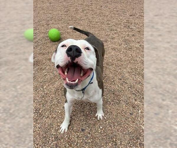 Medium Photo #1 American Staffordshire Terrier Puppy For Sale in Brighton, CO, USA
