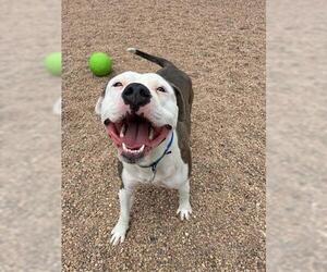 American Staffordshire Terrier Dogs for adoption in Brighton, CO, USA