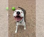 Small American Staffordshire Terrier