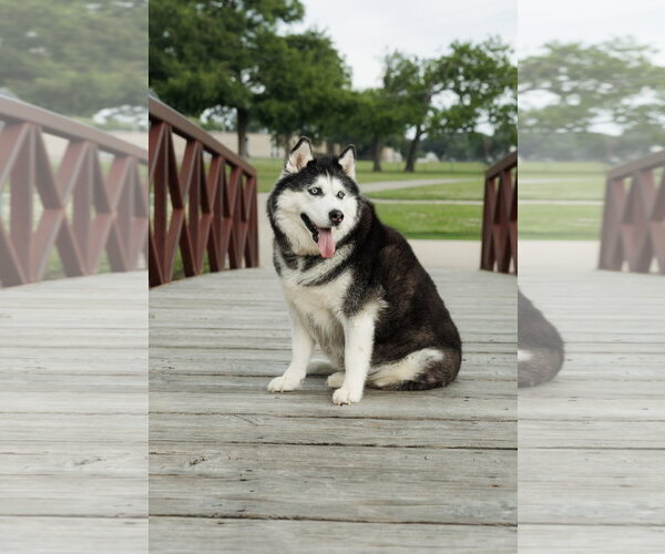 Medium Photo #3 Siberian Husky Puppy For Sale in Carrollton, TX, USA