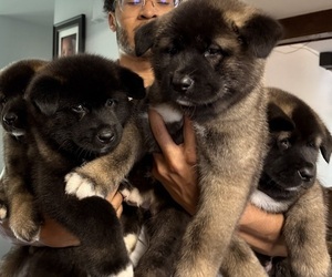 Akita Litter for sale in LOUISVILLE, KY, USA