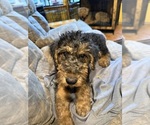 Small #2 Airedale Terrier