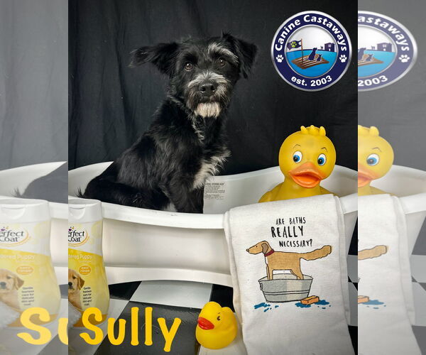 Medium Photo #8 Mutt Puppy For Sale in Arcadia, FL, USA