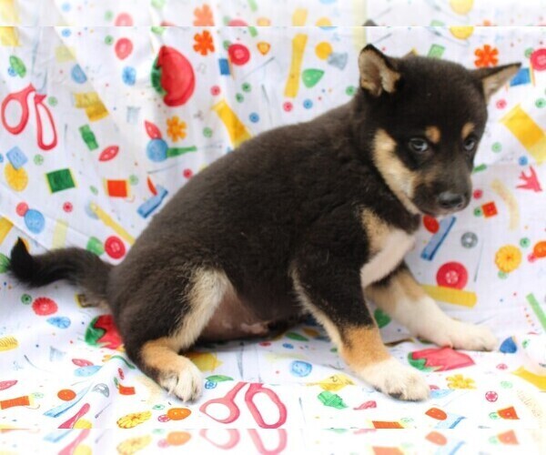Medium Photo #5 Shiba Inu Puppy For Sale in BLOOMINGTON, IN, USA
