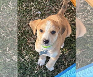 Beagle-Unknown Mix Dogs for adoption in Holly Springs, NC, USA