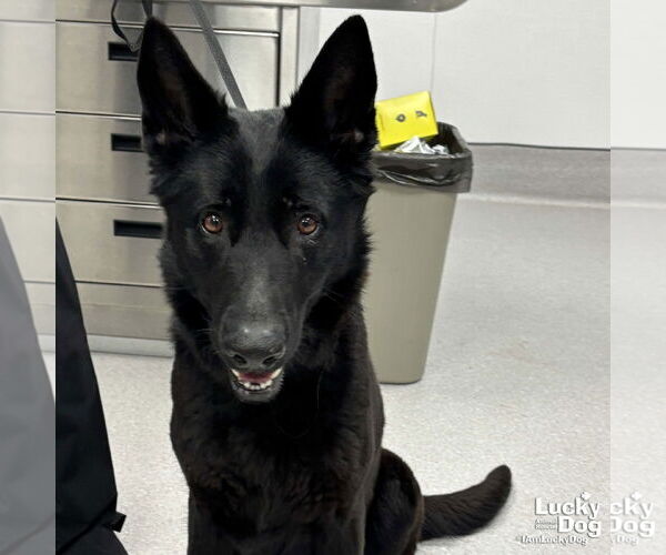 Medium Photo #2 German Shepherd Dog-Unknown Mix Puppy For Sale in Washington, DC, USA