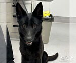 Small #1 German Shepherd Dog Mix
