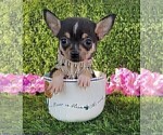Small #24 Chihuahua