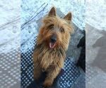 Small Photo #2 Australian Terrier Puppy For Sale in WHITEWOOD, SD, USA