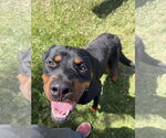 Small #1 Rottweiler