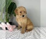 Small #2 Golden Retriever