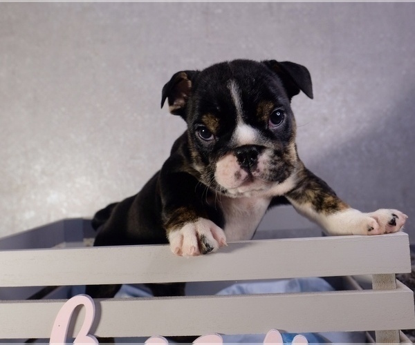 Medium Photo #2 Bulldog Puppy For Sale in WARRENTON, OR, USA