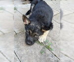 Small #2 German Shepherd Dog