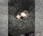 Small #3 Maltese Mix
