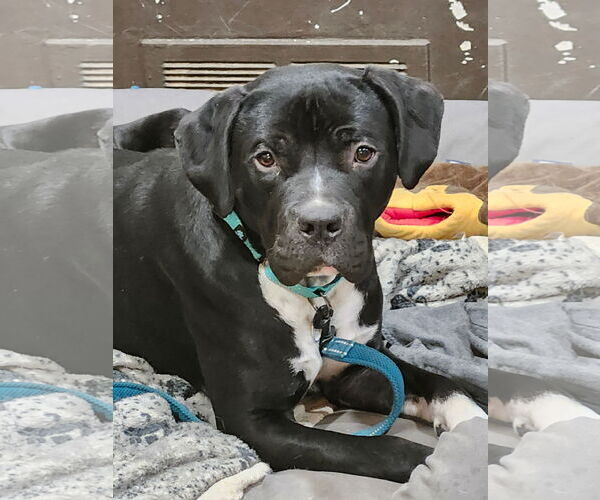 Medium Photo #1 American Staffordshire Terrier-Unknown Mix Puppy For Sale in Sykesville, MD, USA