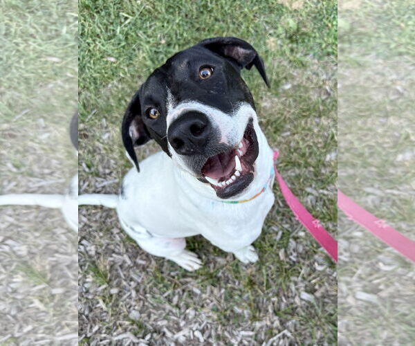 Medium Photo #1 American Pit Bull Terrier-Pointer Mix Puppy For Sale in Clinton , MI, USA