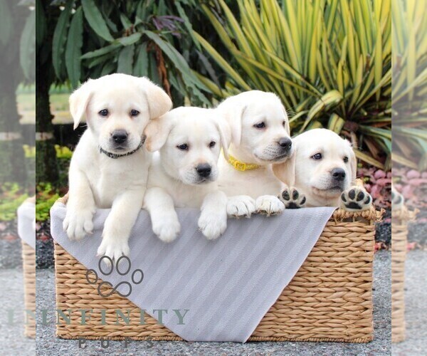 Medium Photo #3 Labrador Retriever Puppy For Sale in GORDONVILLE, PA, USA