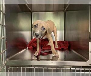 Staffordshire Bull Terrier-Unknown Mix Dogs for adoption in Grand Prairie, TX, USA