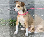 Small #2 Mutt