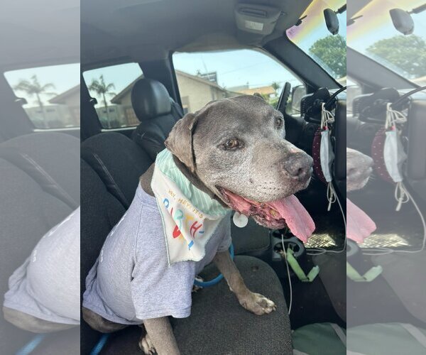 Medium Photo #3 American Pit Bull Terrier Puppy For Sale in  Ramona, CA, USA