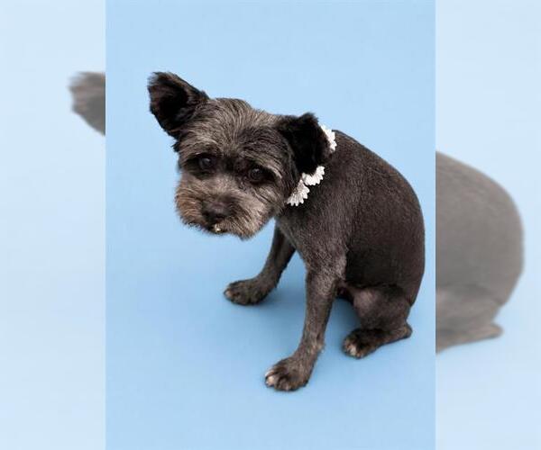Medium Photo #1 Mutt Puppy For Sale in HESPERIA, CA, USA