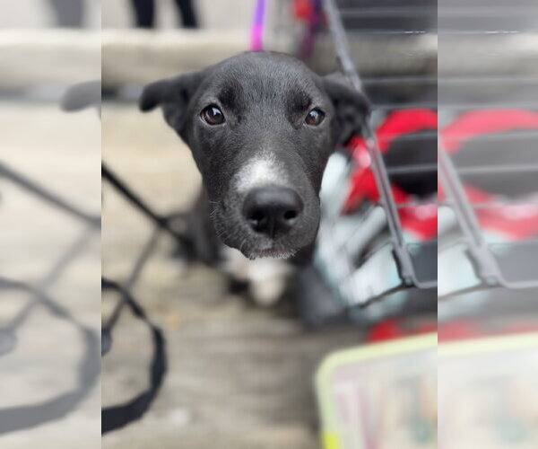 Medium Photo #3 Mutt Puppy For Sale in Brooklyn Center, MN, USA