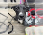 Small #2 Mutt