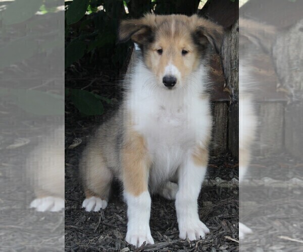 Medium Photo #1 Collie Puppy For Sale in FREDERICKSBURG, OH, USA