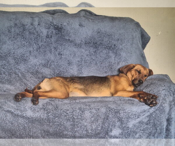 Medium Photo #5 Coonhound-Unknown Mix Puppy For Sale in Buffalo, MN, USA