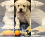 Small Photo #2 Labrador Retriever Puppy For Sale in OTHELLO, WA, USA