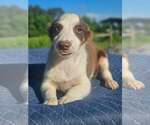 Small #2 Australian Shepherd-Chihuahua Mix