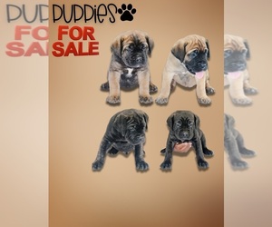 Cane Corso Puppy for sale in INDIANAPOLIS, IN, USA