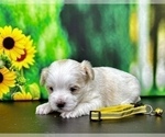 Small #5 YorkiePoo