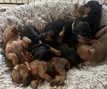Small #1 Doberman Pinscher-Mountain Cur Mix