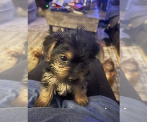 Yorkshire Terrier Puppy for sale in FARMERSBURG, IN, USA