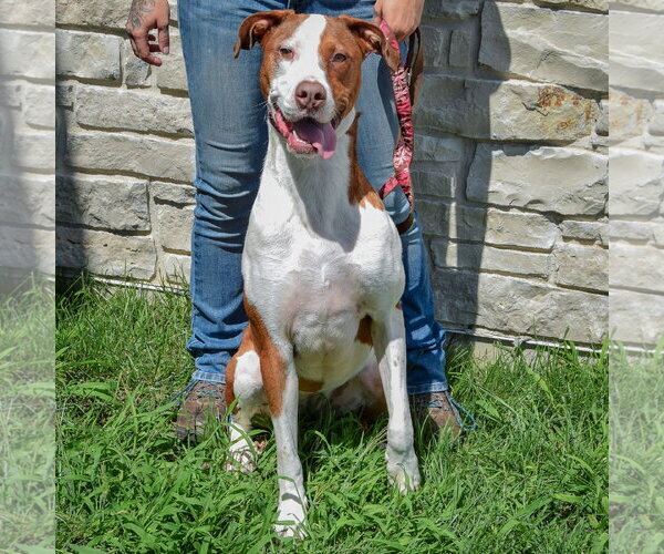 Medium Photo #3 American Staffordshire Terrier-Vizsla Mix Puppy For Sale in Huntley, IL, USA