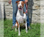 Small #2 American Staffordshire Terrier-Vizsla Mix