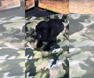 Labrador Retriever Puppy for Sale in POLKTON, North Carolina USA