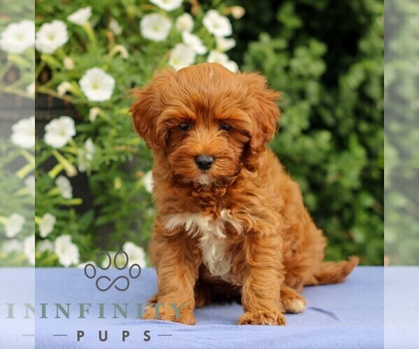 Medium Photo #1 Cavapoo Puppy For Sale in EAST EARL, PA, USA