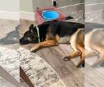 Small #1 German Shepherd Dog