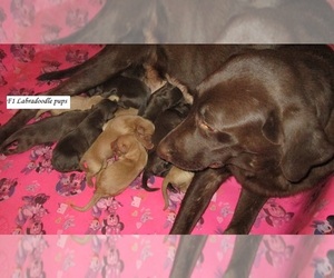 Mother of the Labradoodle puppies born on 04/03/2020