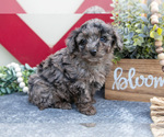 Small Photo #6 Miniature Labradoodle Puppy For Sale in MIDDLEBURY, IN, USA