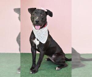 American Pit Bull Terrier Dogs for adoption in Bakersfield, CA, USA