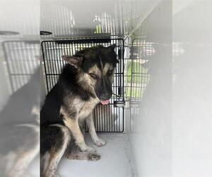 German Shepherd Dog-Unknown Mix Dogs for adoption in Houston, TX, USA