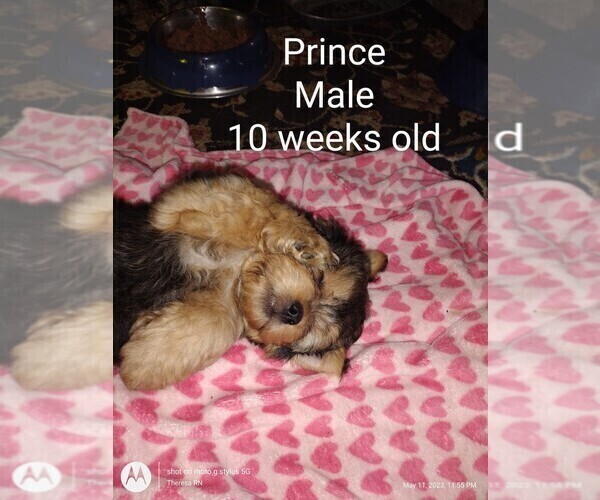 Medium Photo #4 Yorkshire Terrier Puppy For Sale in ROCK ISLAND, IL, USA
