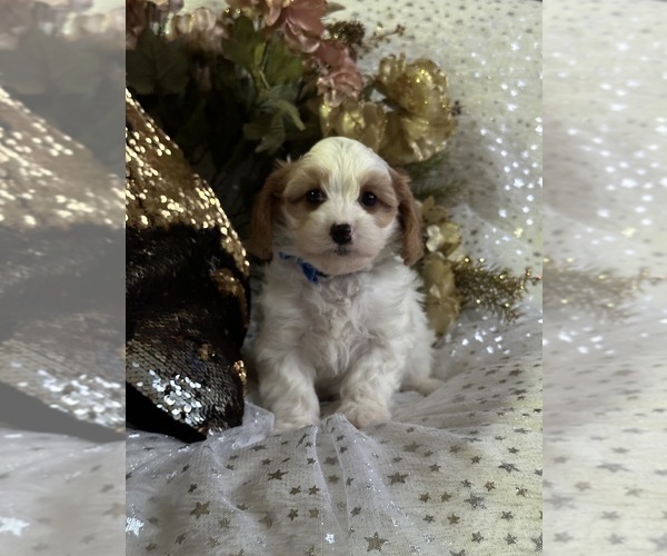 Medium Photo #2 Cavapoo Puppy For Sale in GREENVILLE, MO, USA
